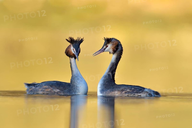 Great Crested Grebe (Podiceps cristatus) pair, North Rhine-Westphalia, Germany