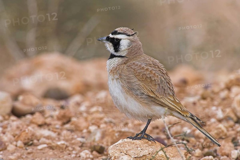 Temminck's Lark (Eremophila bilopha), Morocco