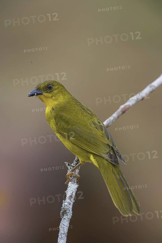 Olive-green Tanager (Orthogonys chloricterus)