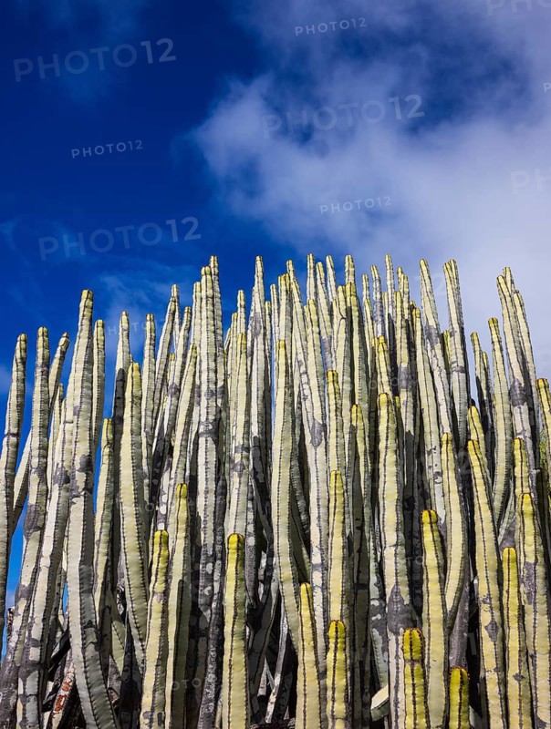 Canary Milkweed, Euphorbia canariensis, Tenerife, Canary Islands, Spain