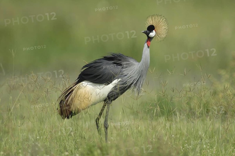 Grey Crowned Crane (Balearica regulorum), Uganda