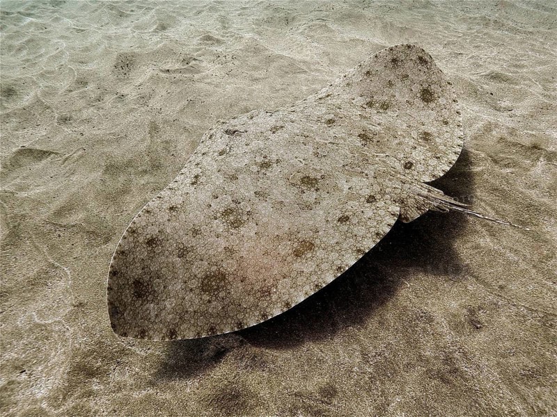 Butterfly ray (Gymnura altavela)