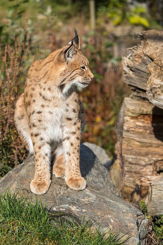 One Eurasian lynx, (Lynx lynx), sitting on a rock with a some green vegetation and a log in the background