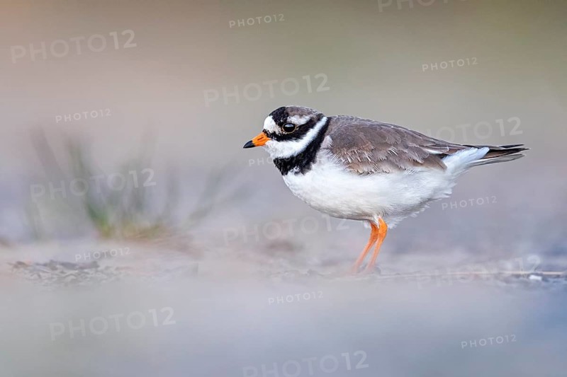 Common Ringed Plover (Charadrius hiaticula), Texel, Netherlands