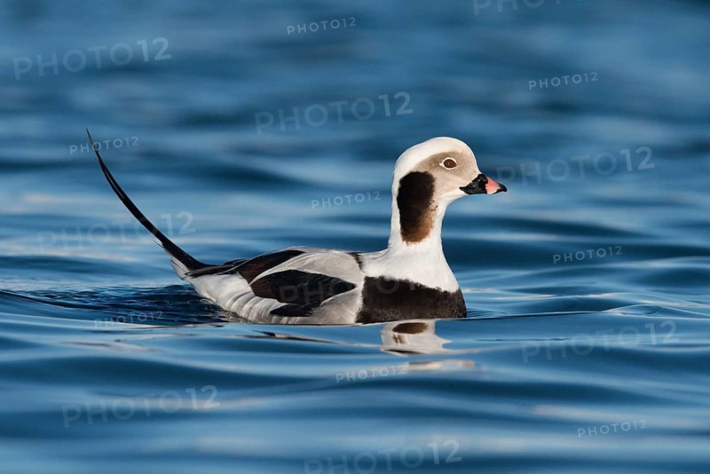 Long-tailed Duck (Clangula hyemalis) male, Alaska, USA