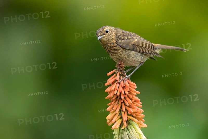 European robin (Erithacus rubecula) juvenile garden bird perched on a Red hot poker flower in summer, Suffolk, England, United Kingdom