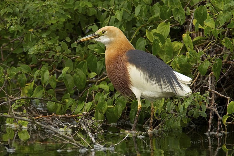 Javan Pond Heron (Ardeola speciosa), Bali, Indonesia