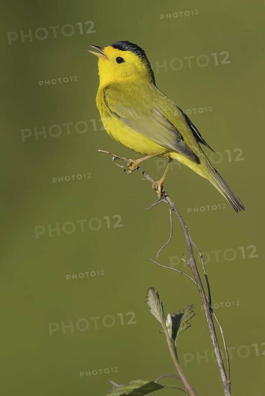 Wilson's Warbler (Cardellina pusilla), British Columbia, Canada