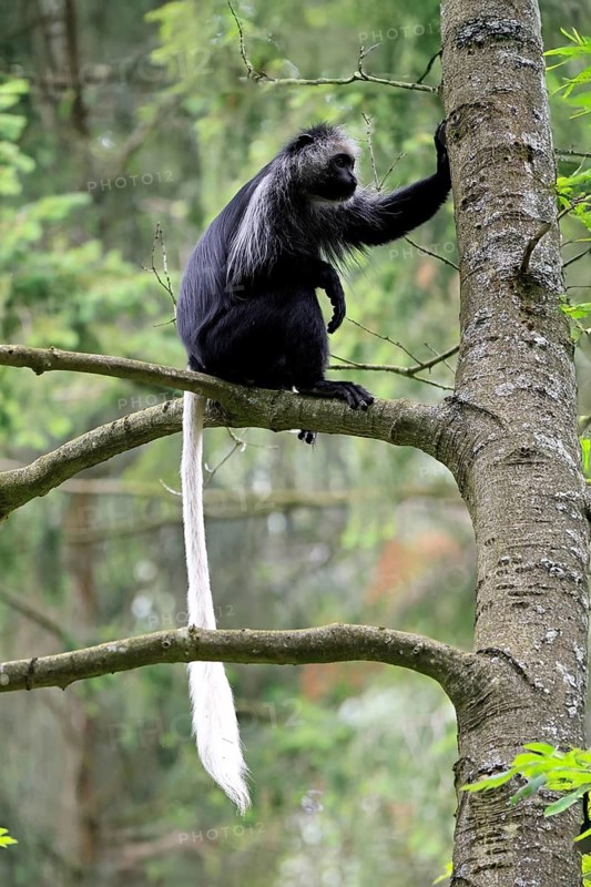 White-bearded snub-nosed monkey (Colobus polykomos), adult, sitting, on tree, foraging, alert