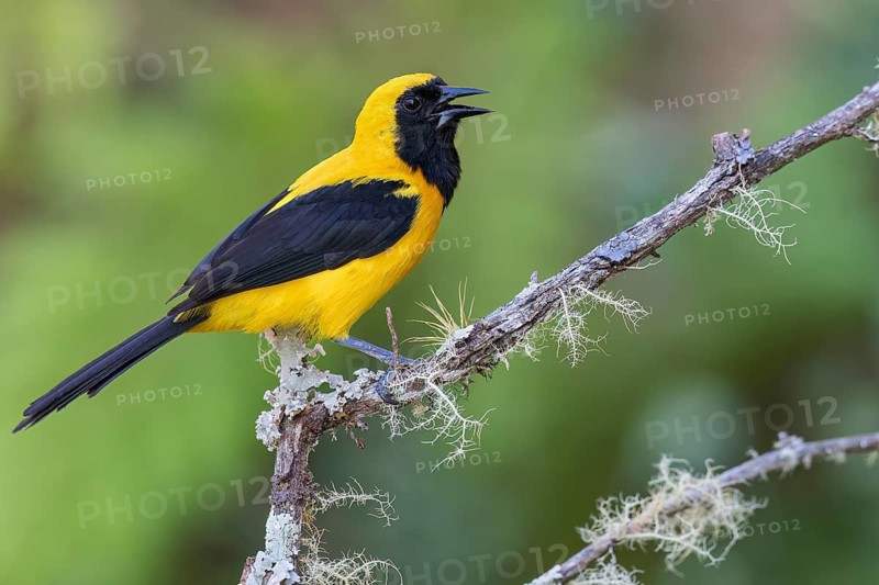 Yellow-backed Oriole (Icterus chrysater) perched on a branch in Colombia, South America