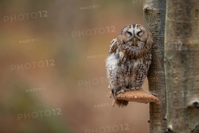 Tawny owl (Strix aluco) adult bird on a Bracket fungi on a Silver birch tree in a woodland in autumn, England, United Kingdom