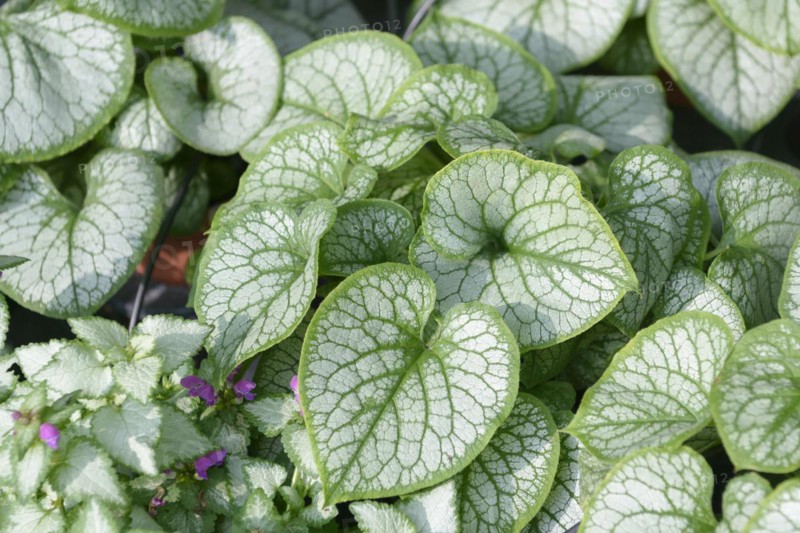 Caucasian forget-me-not (Brunnera macrophylla 'Jack Frost'),  Veitshöchheim, Bavaria, Germany
