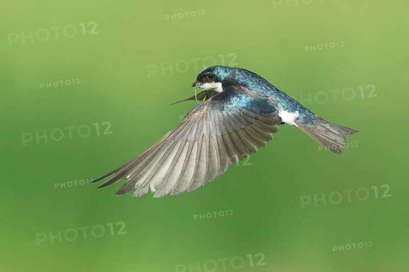 Tree Swallow (Tachycineta bicolor) flying, Colorado, USA