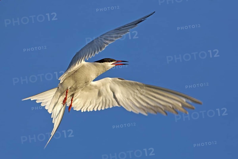 Common Tern (Sterna hirundo) flying, Texel, Netherlands