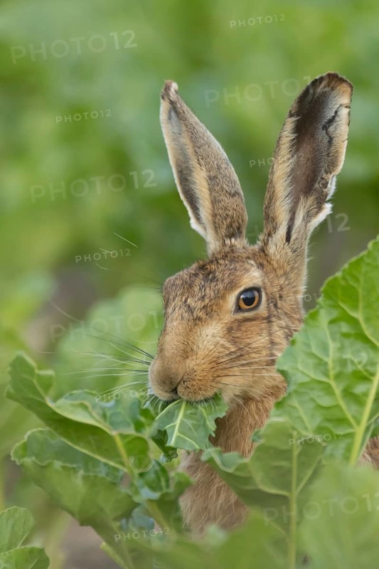 European brown hare (Lepus europaeus) adult animal feeding on a sugar beet crop leaf in a farmland field, England, United Kingdom