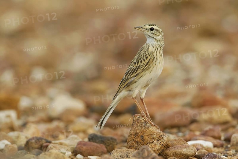Australian Pipit (Anthus australis), New South Wales, Australia