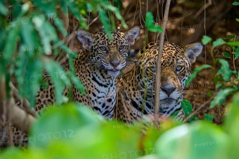 Two jaguars one young hiding in the dense jungle, surrounded by leaves, Jaguar (Panthera onca), Pantanal, Mato Grosso, Brazil