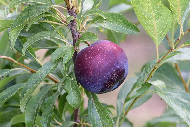 Japanese plum (Prunus salicina 'October Sun'),  Austria