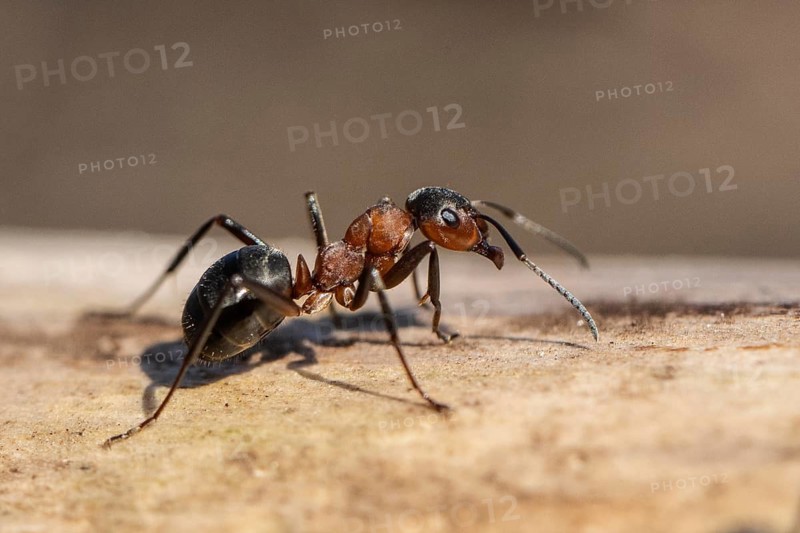 Red Wood Ant (Formica rufa), Emsland, Lower Saxony, Germany