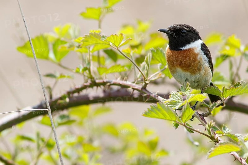 Common Stonechat (Saxicola rubicola), male perched on a branch, Galicia, Spain