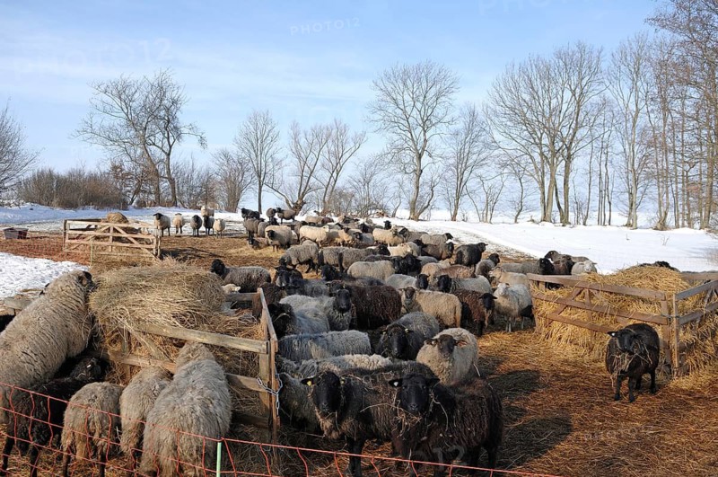 Sheep in winter on pasture, Othenstorf, Mecklenburg-Western Pomerania, Germany