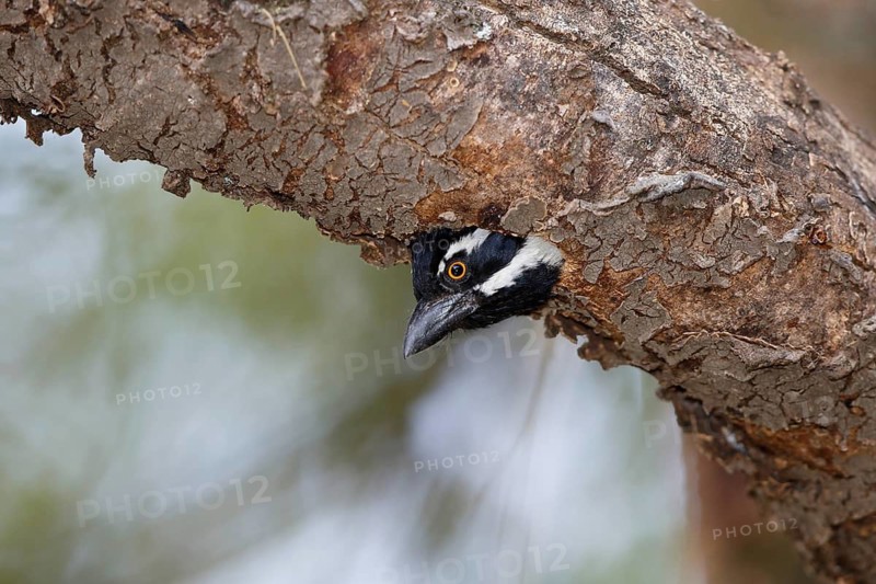 Spot-flanked Barbet (Tricholaema lacrymosa) on nest, Lake Baringo, Kenya
