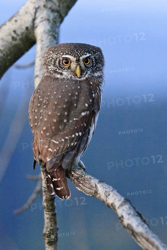 Eurasian Pygmy Owl (Glaucidium passerinum), Bavaria, Germany