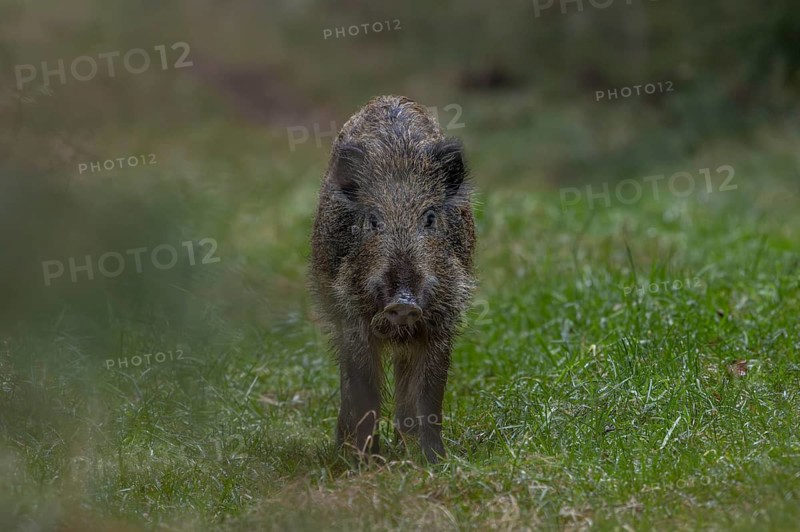 This youngster has lost sight of the wild boar (Sus scrofa) and is looking for it, late autumn, alone, searching, November, Denmark