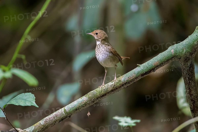 Rufous-tailed Robin (Larvivora sibilans) perched on a branch, Cuc Phuong, Vietnam