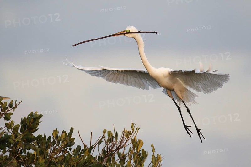Great Egret (Ardea alba) flying, Florida, USA