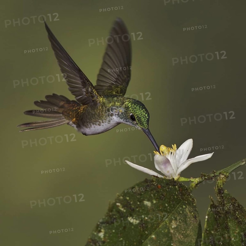 Andean Emerald (Amazilia franciae), Ecuador