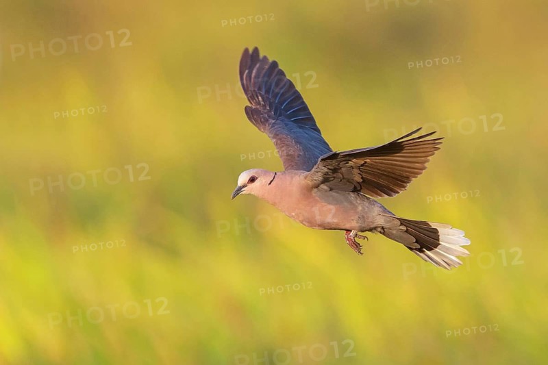 Crescent Pigeon, (Streptopelia semitorquata), animals, birds, pigeon family, biotope, habitat, foraging, flight photo, Garden Route National Park - Wil, Wilderness, Western Cape, South Africa