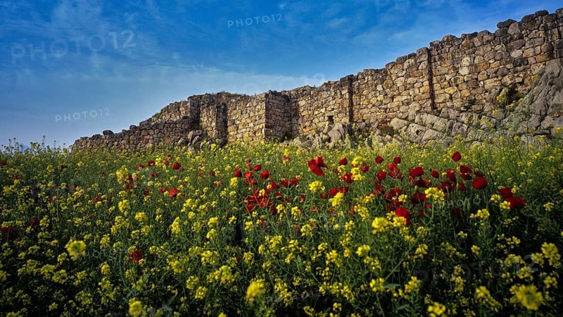 Cyclopean wall, flower meadow in front of an old stone wall under a clear blue sky, Tiryns, ancient city in Argolis, Mycenaean, Peloponnese, Greece