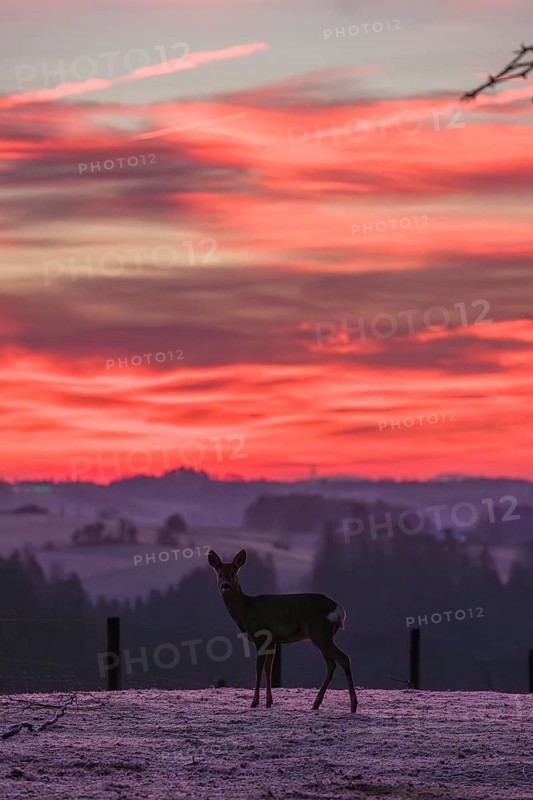 A female roe deer (Capreolus capreolus) stands in a meadow after a very cold night and waits for the sun to rise