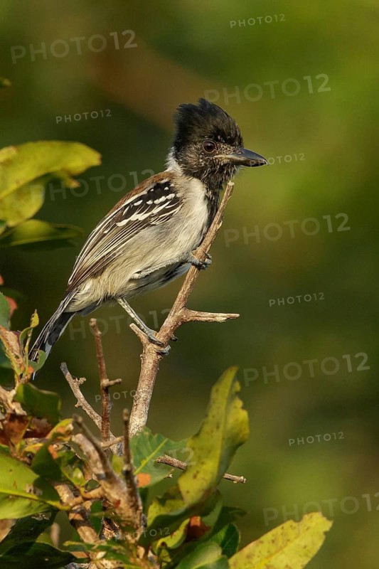 Black-crested Antshrike (Sakesphorus canadensis) perched on a branch in the grasslands of Guyana