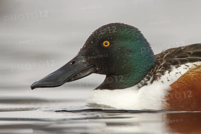 Northern Shoveler (Spatula clypeata) male, Utrecht, Netherlands