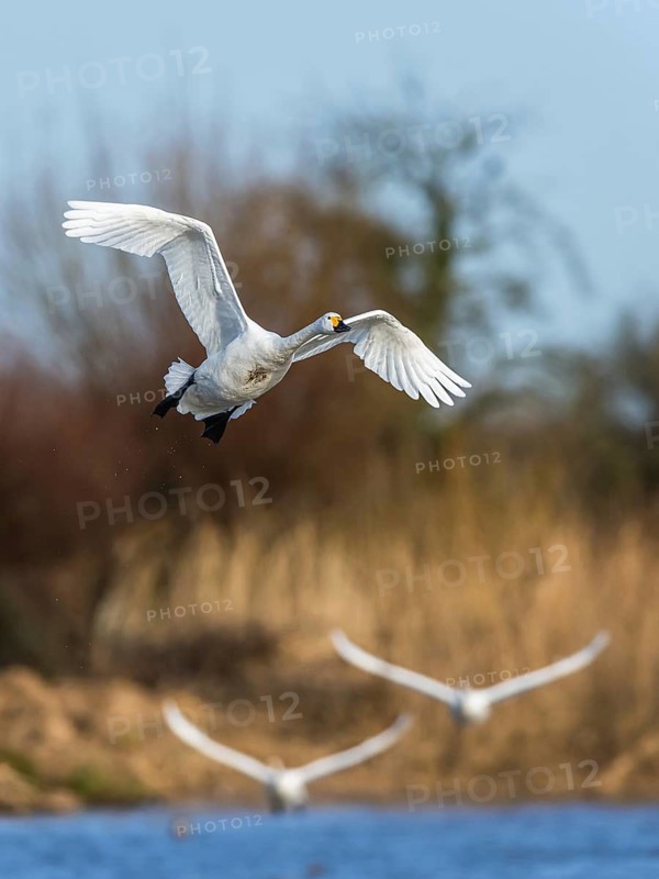 Tundra Swan, Bewick's Swan, Cygnus columbianus in flight at winter in Slimbridge, England, United Kingdom