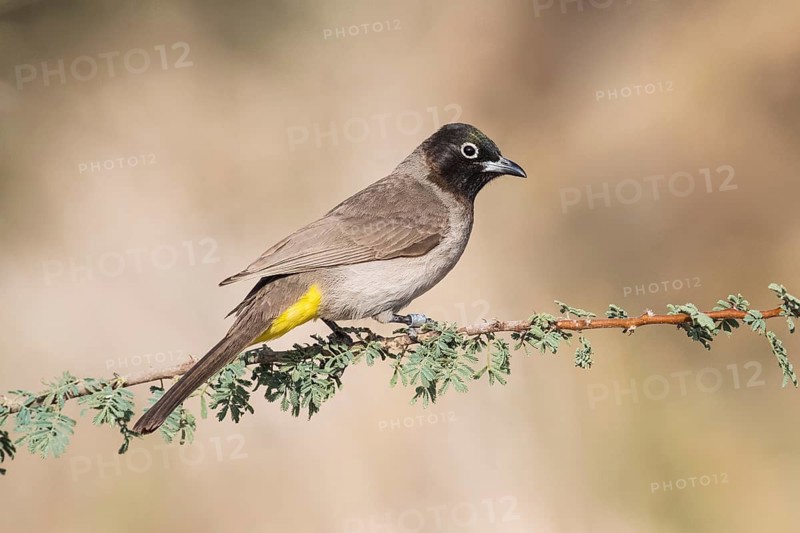 White-spectacled Bulbul (Pycnonotus xanthopygos) perched on a branch, Eilat, Israel