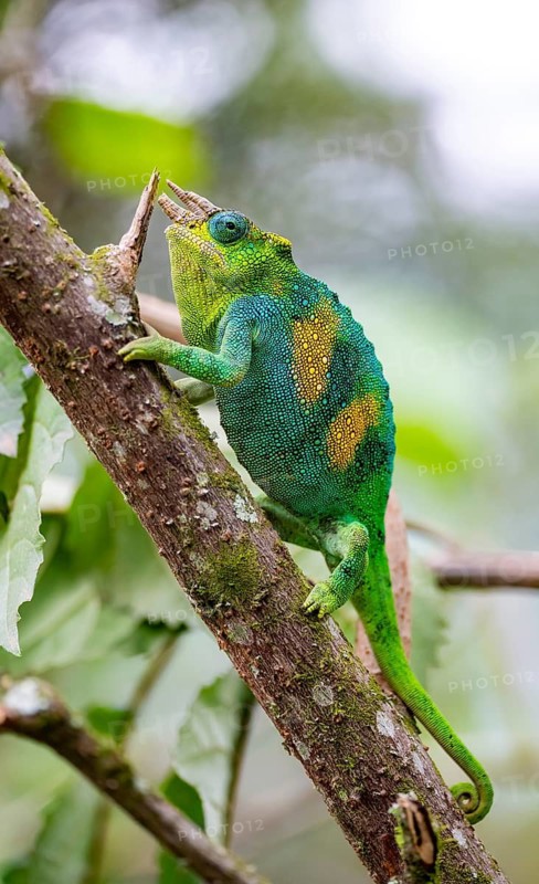 Three-horned chameleon (Trioceros jacksonii), male, on a branch, Bwindi Impenetrable Forest National Park, Uganda