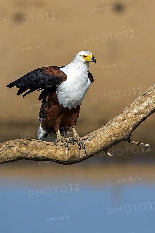 African fish eagle (Haliaeetus vocifer), Zambia