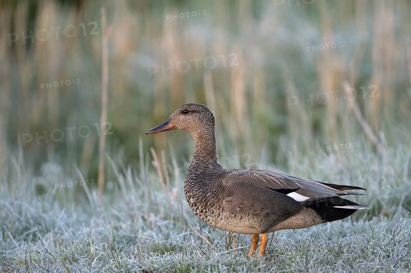 Schnatterente (Anas strepera), Gadwall, Erpel zur Balzzeit, mit Rauhreif, April, Insel Texel, Nordsee, Nordholland, Niederlande