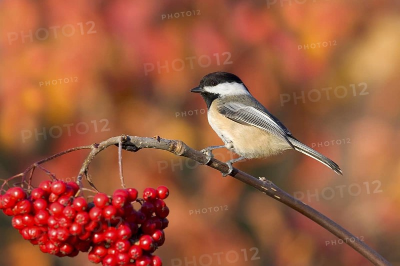 Black-capped Chickadee Poecile atricapilla Minneapolis, Minnesota, USA 1 November Adult on Mountain Ash (Sorbus americana) berries. Paridae