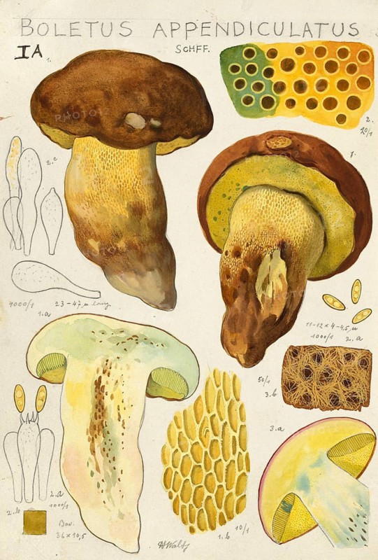 Mushroom, mushrooms, Butyriboletus appendiculatus, syn. Boletus appendiculatus, also known as yellow bronze boletus or yellow boletus, authentic reproduction of an illustration by Hans Walty (1868-1948) from about 1915, historical
