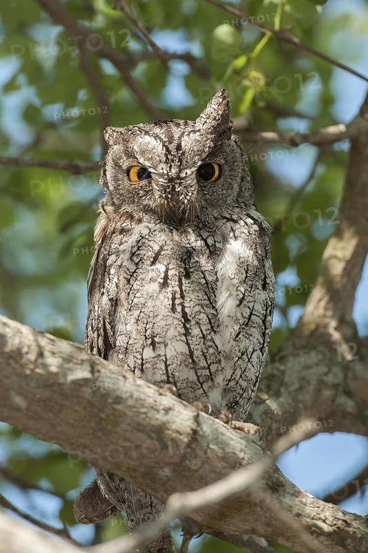 Eurasian Scops Owl (Otus scops), Mpumalanga, South Africa