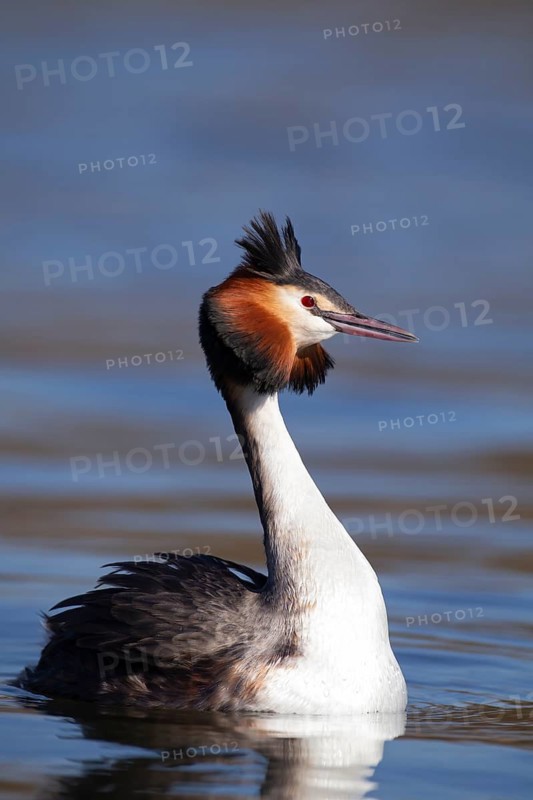 Great crested grebe (Podiceps cristatus) adult bird on a lake, England, United Kingdom