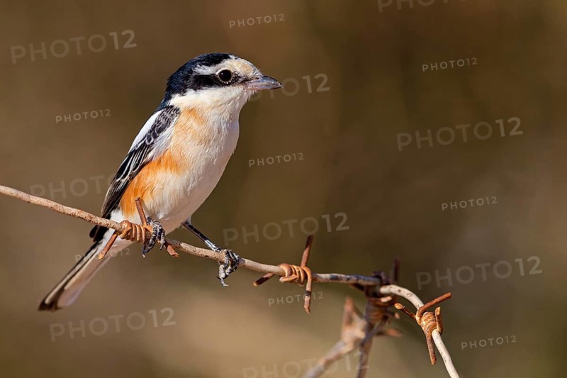 Masked shrike (Lanius nubicus), Israel, Middle East