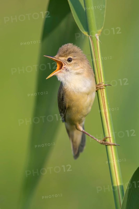 Marsh Warbler (Acrocephalus palustris) male singing in reeds, Poland