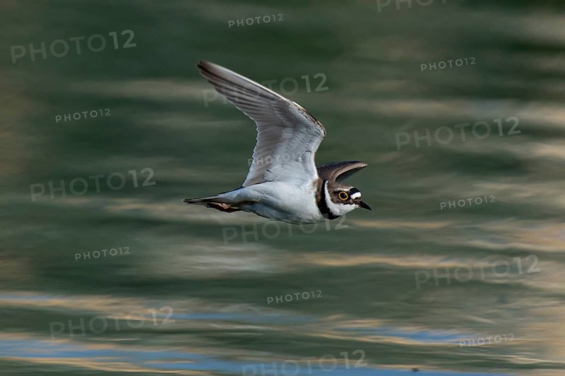 Little Ringed Plover (Charadrius dubius) flying, Saxony, Germany