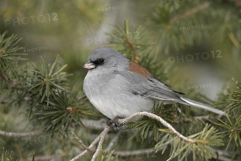 Grey-headed Junco (Junco hyemalis caniceps), New Mexico, USA