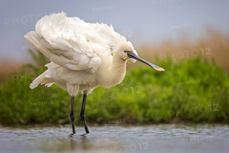 Eurasian Spoonbill (Platalea leucorodia) shaking feathers, Hungary